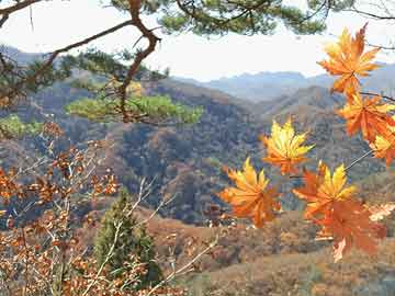 打胎药需要去医院购买吗湖北生产米非打胎药（米菲打胎药图片）